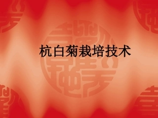 杭白菊前期种植概要