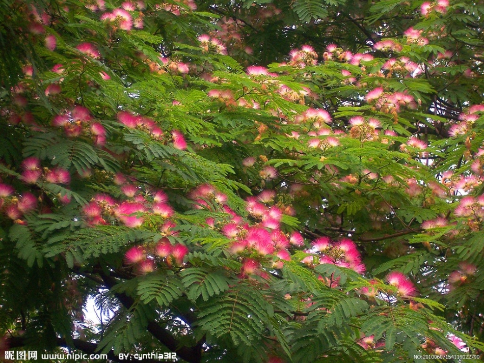 合欢树磨课课件_第3页
