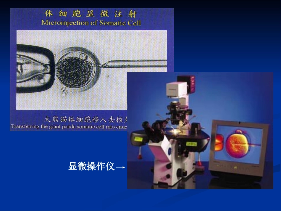 核移植技术及应用_第3页