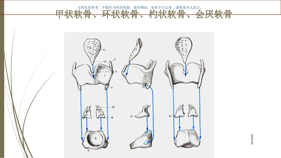 喉内肌解剖和声带麻痹课件_第2页