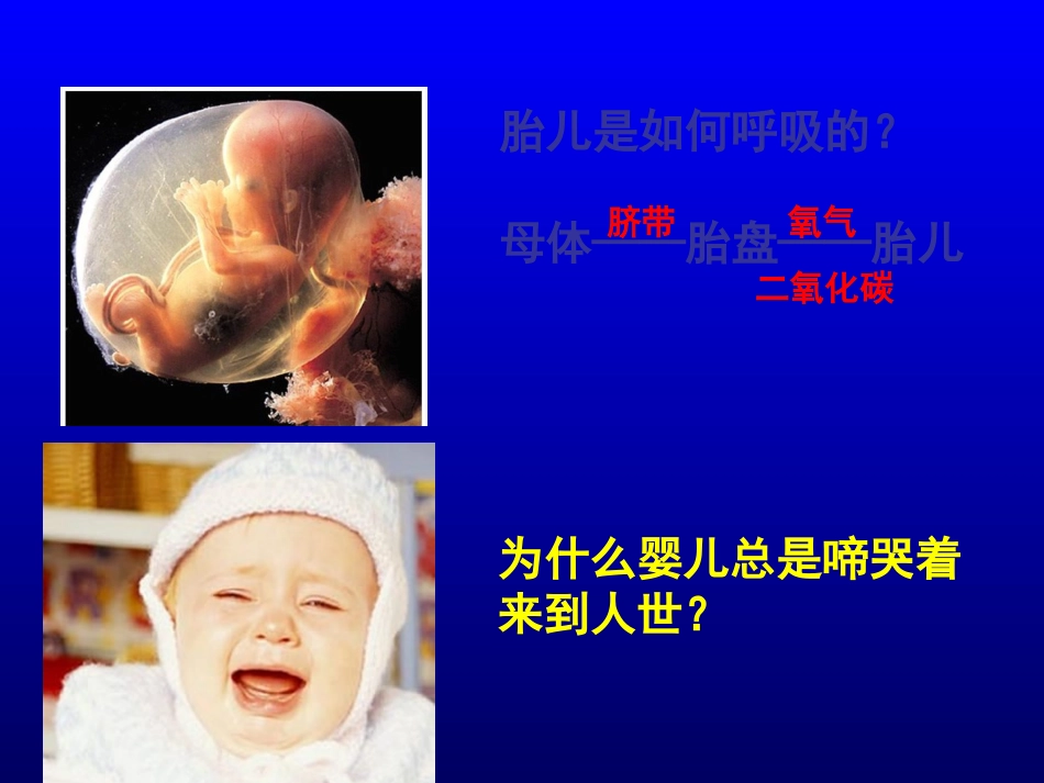 呼吸道对空气的处置课件_第2页