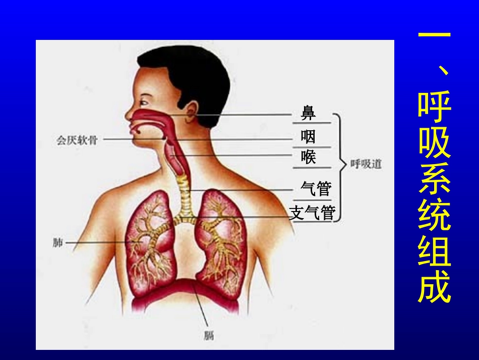 呼吸道对空气的处置课件_第3页