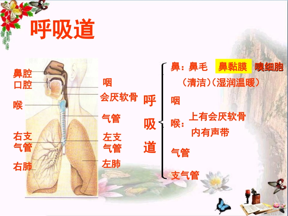 呼吸道对空气的处置人体的呼吸优秀课件_第3页