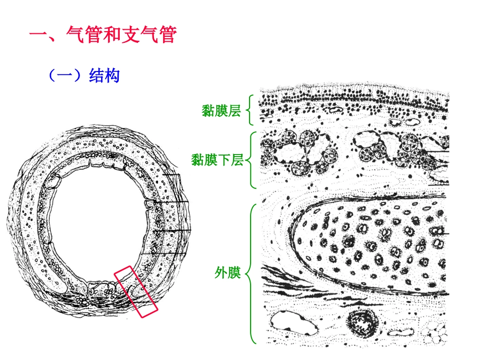 呼吸系统组织胚胎学优质课件_第3页