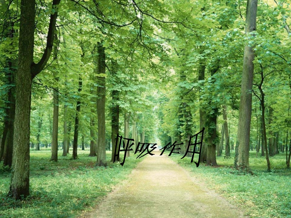 呼吸作用 教学课件_第1页