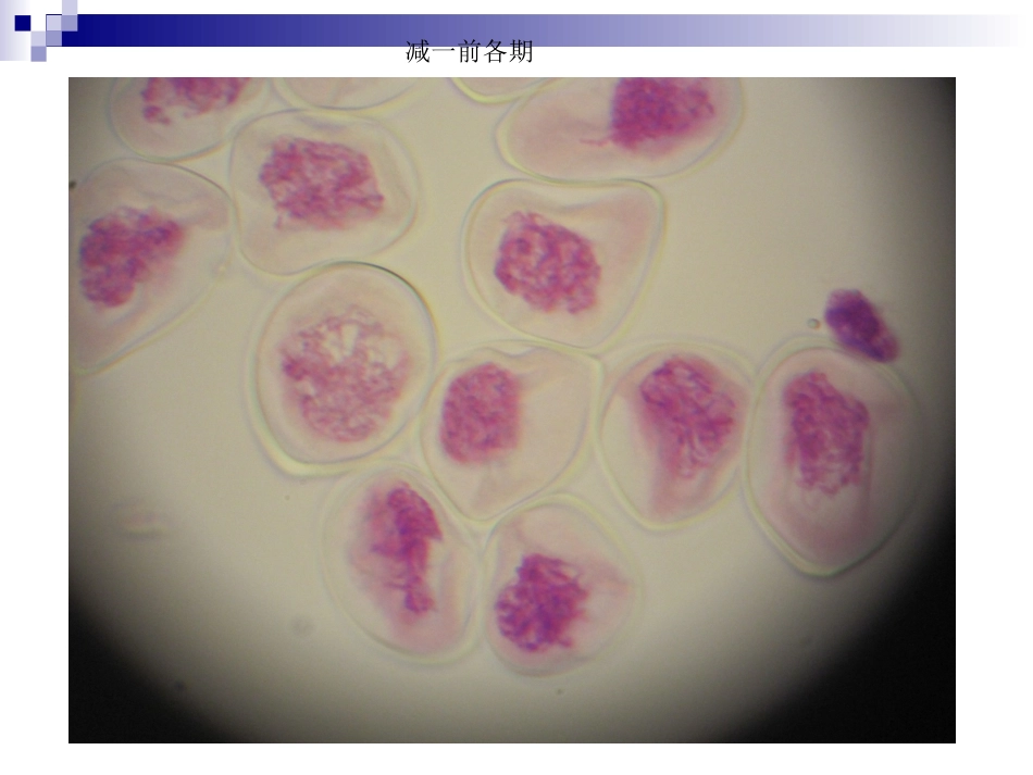 花粉母细胞减数分裂_第3页