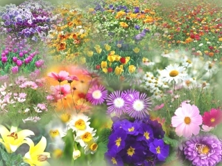 花团锦簇课件