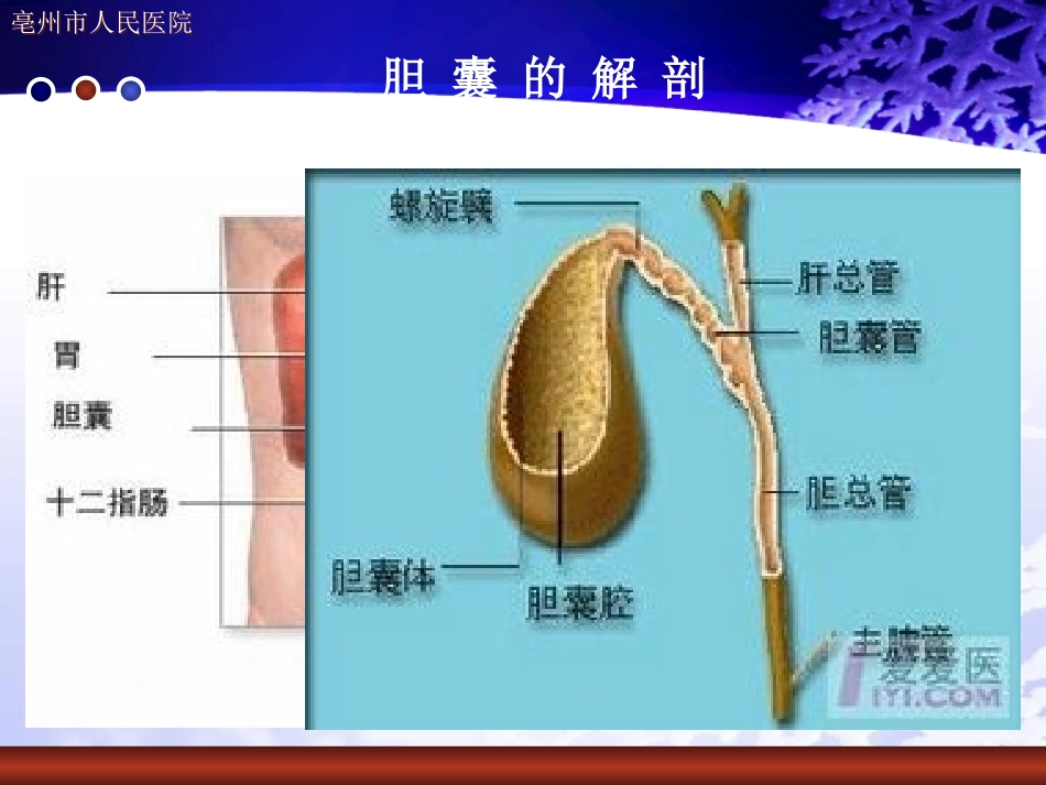 化脓性胆管炎的护理查房_第2页