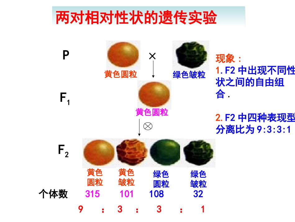 基因的自由组合定律_第3页