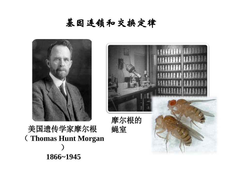 基因连锁和交换定律_第1页