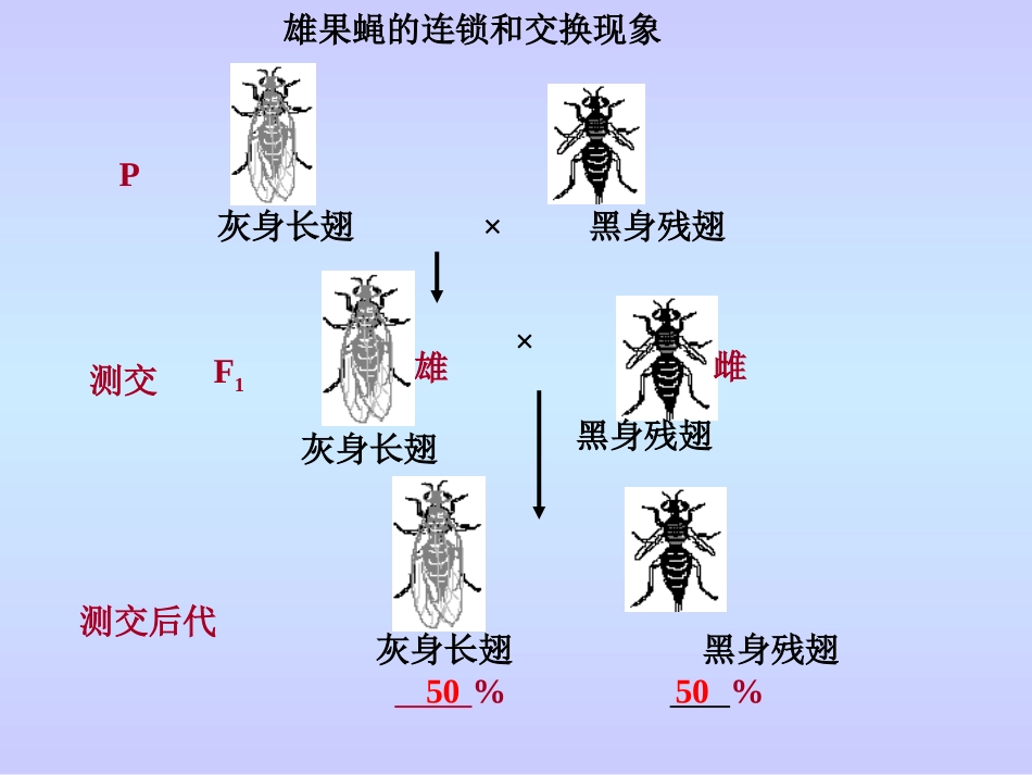 基因连锁和交换定律_第3页