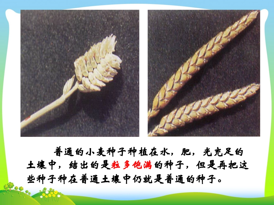 基因突变与基因重组_第2页