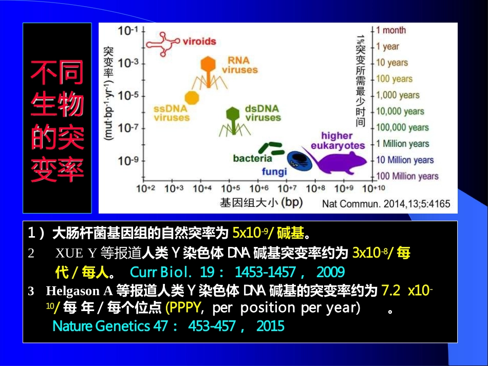 基因组进化的机制突变与修复_第3页