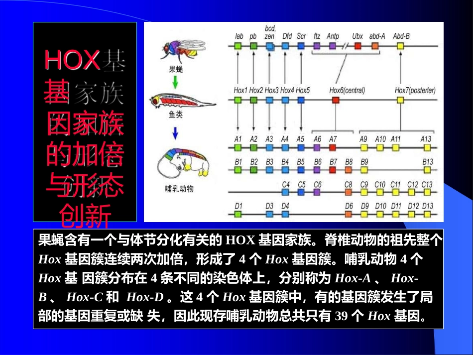 基因组进化的模式基因水平的进化_第3页