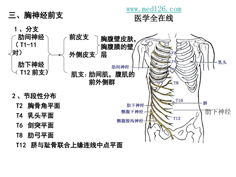 脊神经胸神经前支腰丛骶丛_第1页