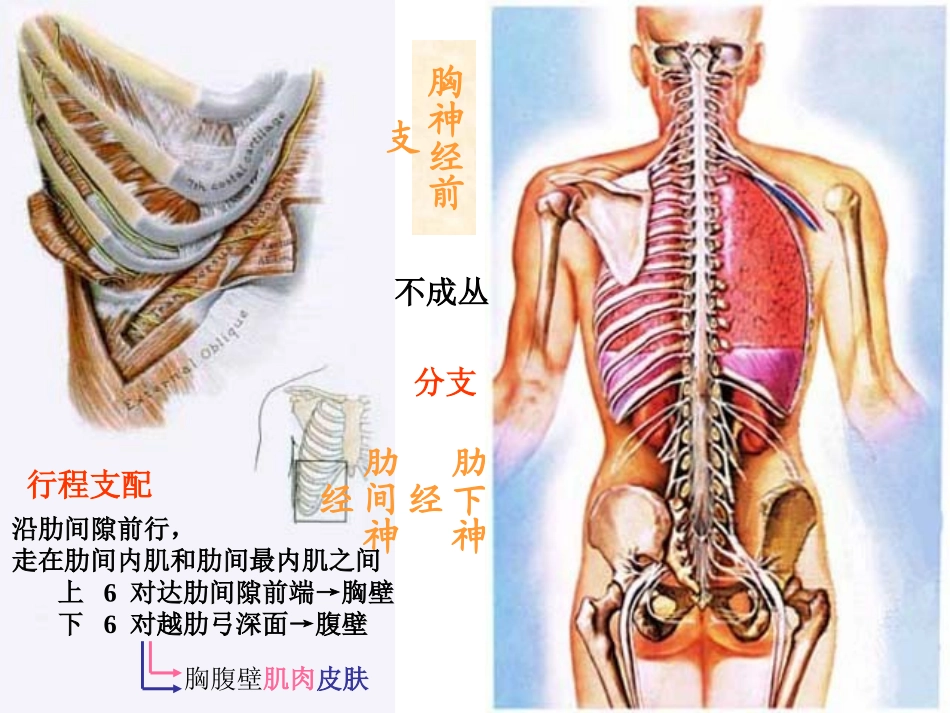 脊神经胸神经前支腰丛骶丛_第2页