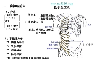 脊神经胸神经前支腰丛骶丛