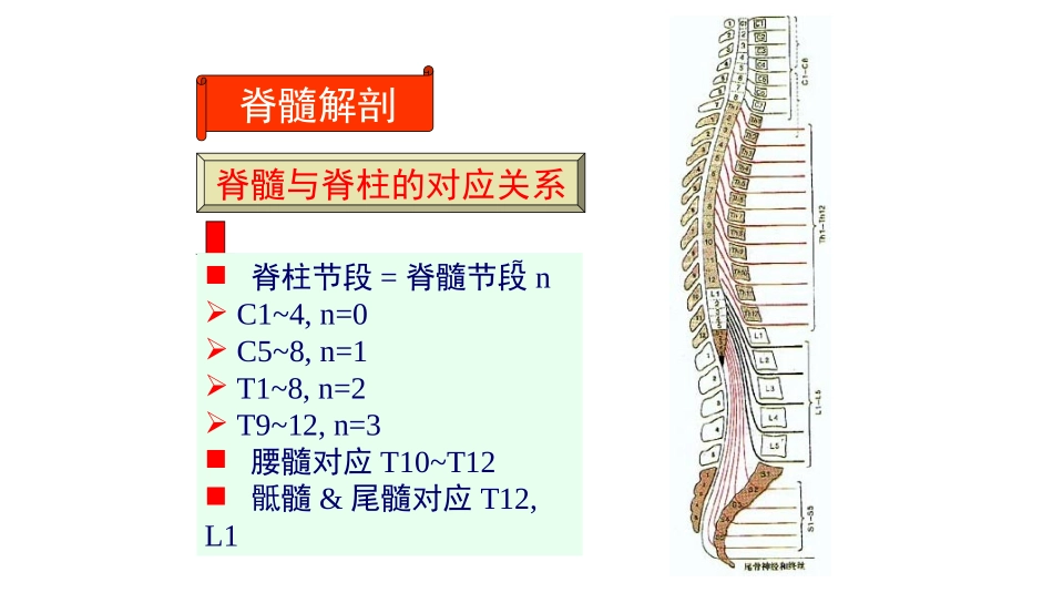 脊髓的解剖概述_第2页