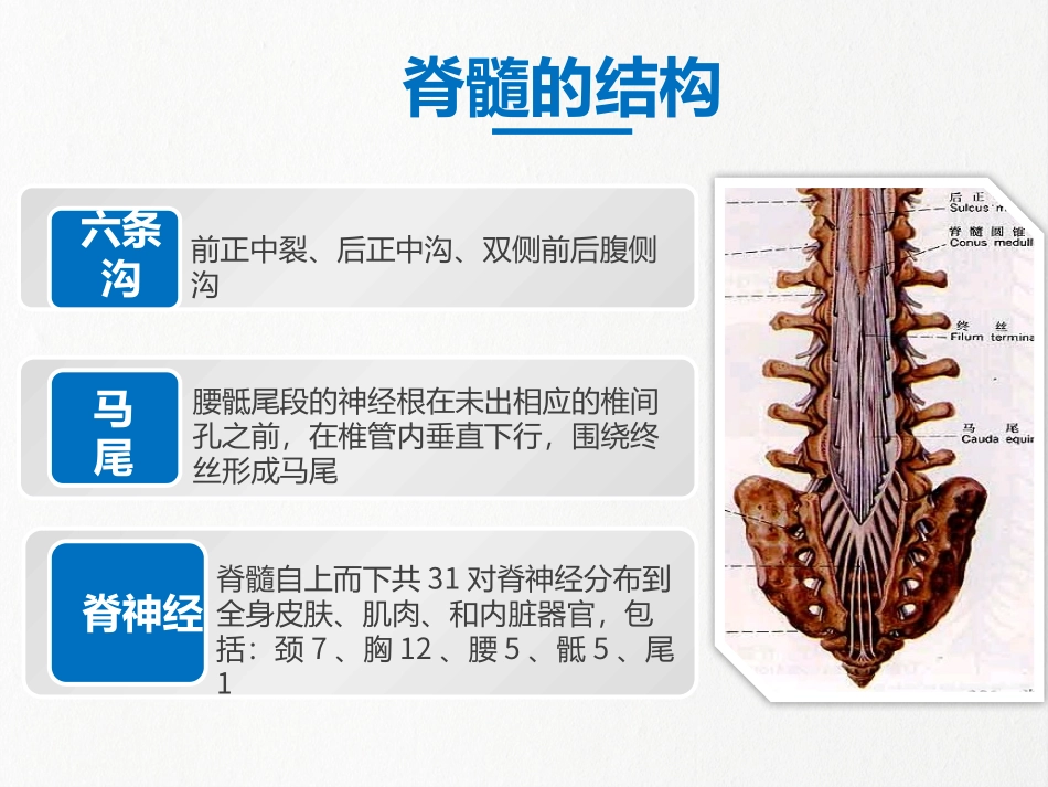 脊髓损伤护理常规_第2页