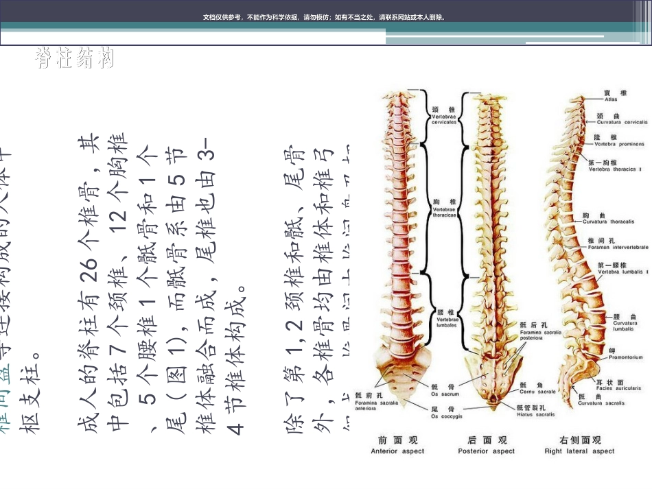 脊柱生物力学和脊柱基本结构课件_第2页