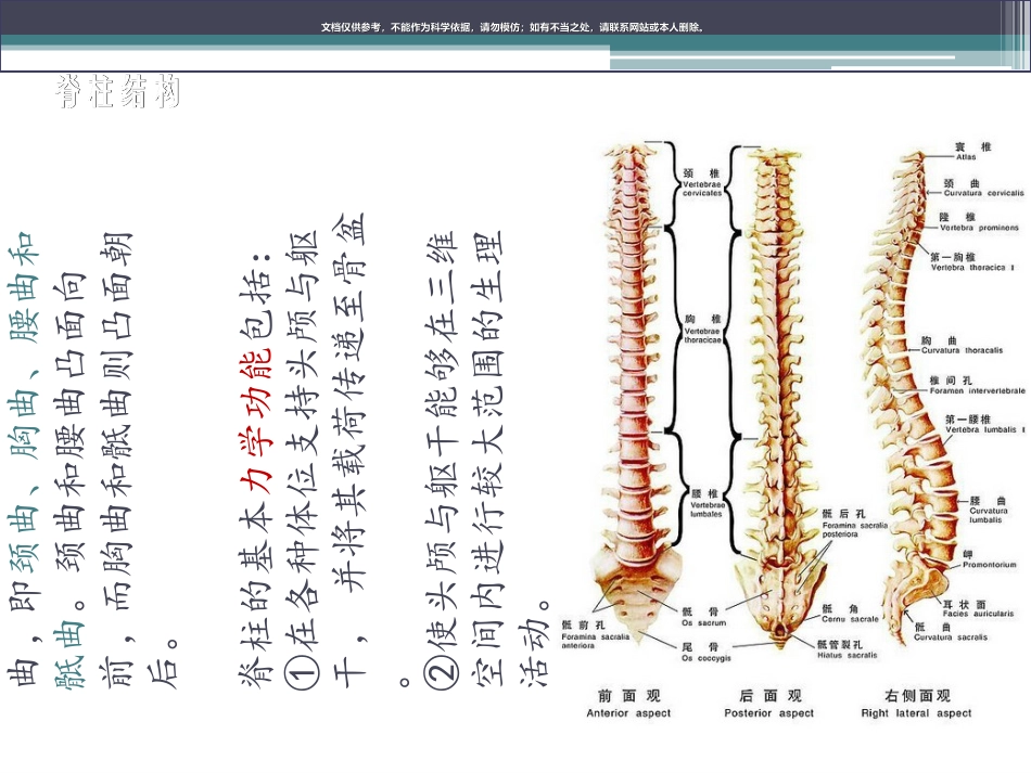 脊柱生物力学和脊柱基本结构课件_第3页