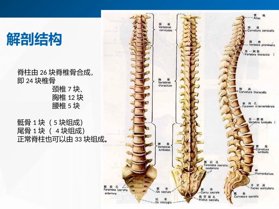 脊柱损伤的固定和搬运_第2页