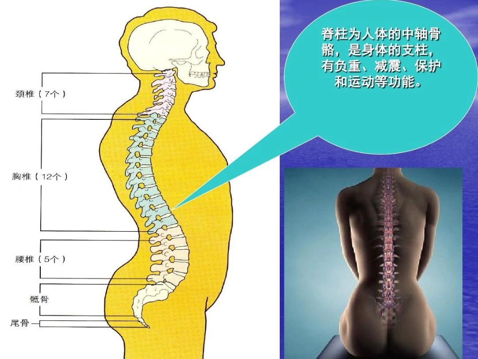 脊柱损伤的固定和搬运_第3页