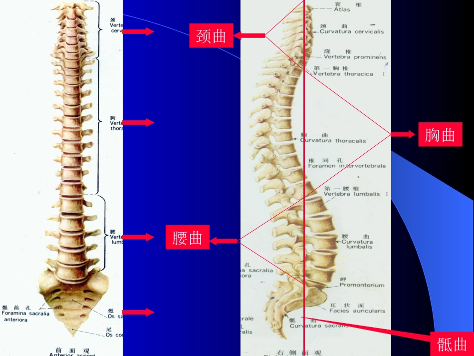 脊柱运动及生物力学_第3页