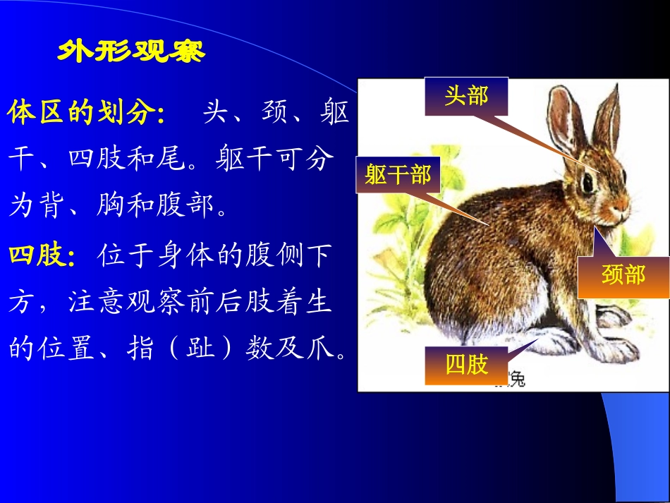 家兔实验课件_第3页