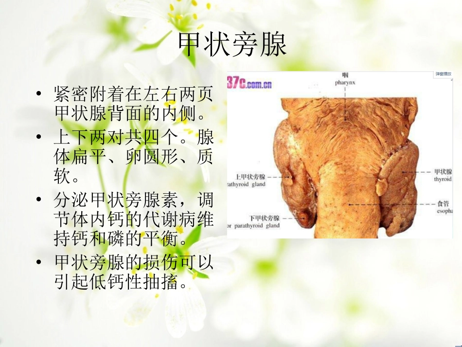 甲状腺的手术配合_第3页