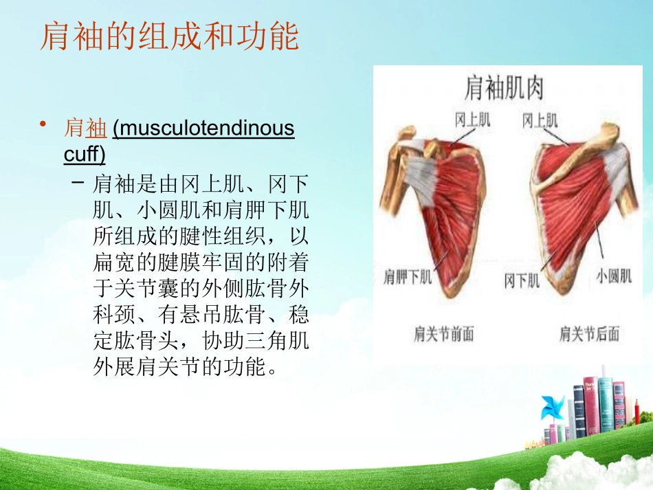 肩袖损伤康复_第2页
