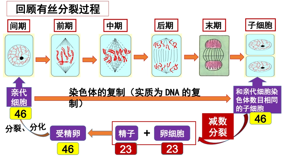 减数分裂的过程_第1页