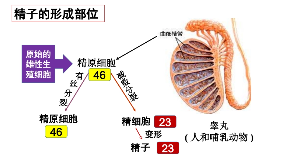 减数分裂的过程_第3页