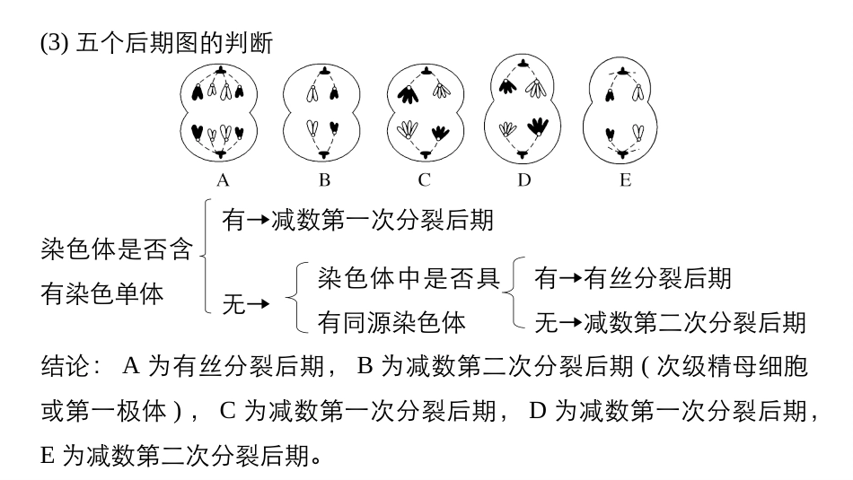 减数分裂和有丝分裂图像和曲线图总结_第3页