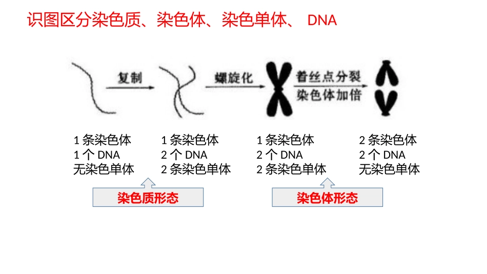 减数分裂与有丝分裂图像辨析_第2页