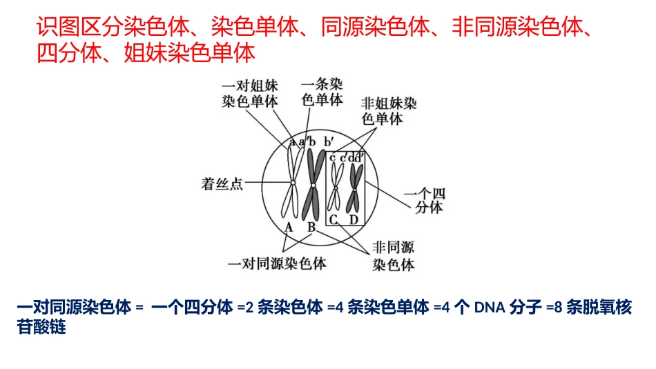 减数分裂与有丝分裂图像辨析_第3页