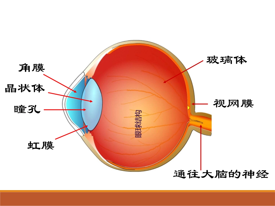 节日主题班会小学生主题班会预防近视珍爱光明_第3页