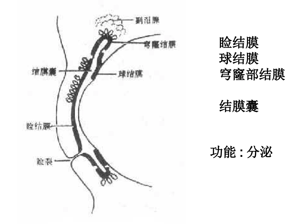 结膜炎病人的医疗护理优质课件_第2页