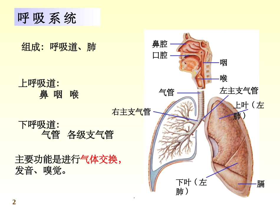 解剖学呼吸系统_第2页