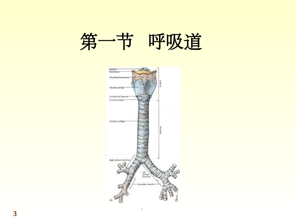 解剖学呼吸系统_第3页