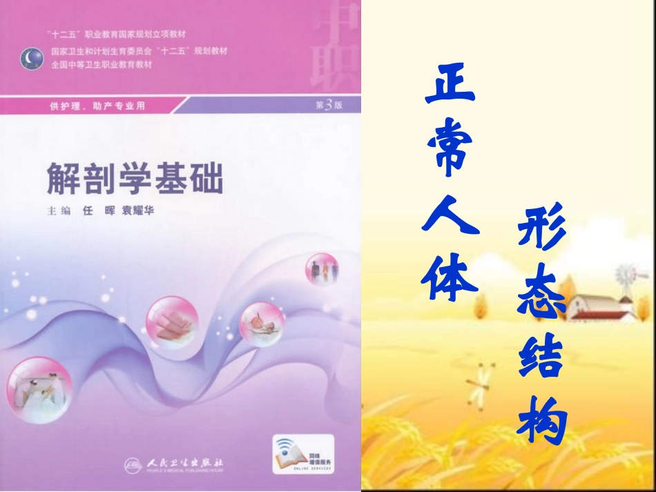 解剖学基础说课_第2页