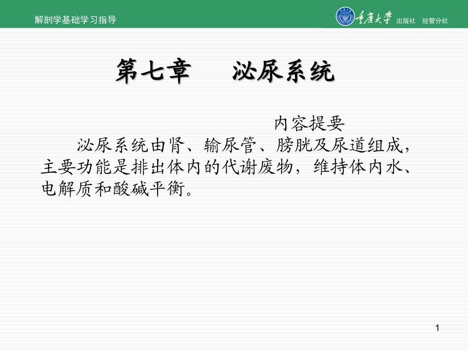 解剖学泌尿系统_第1页