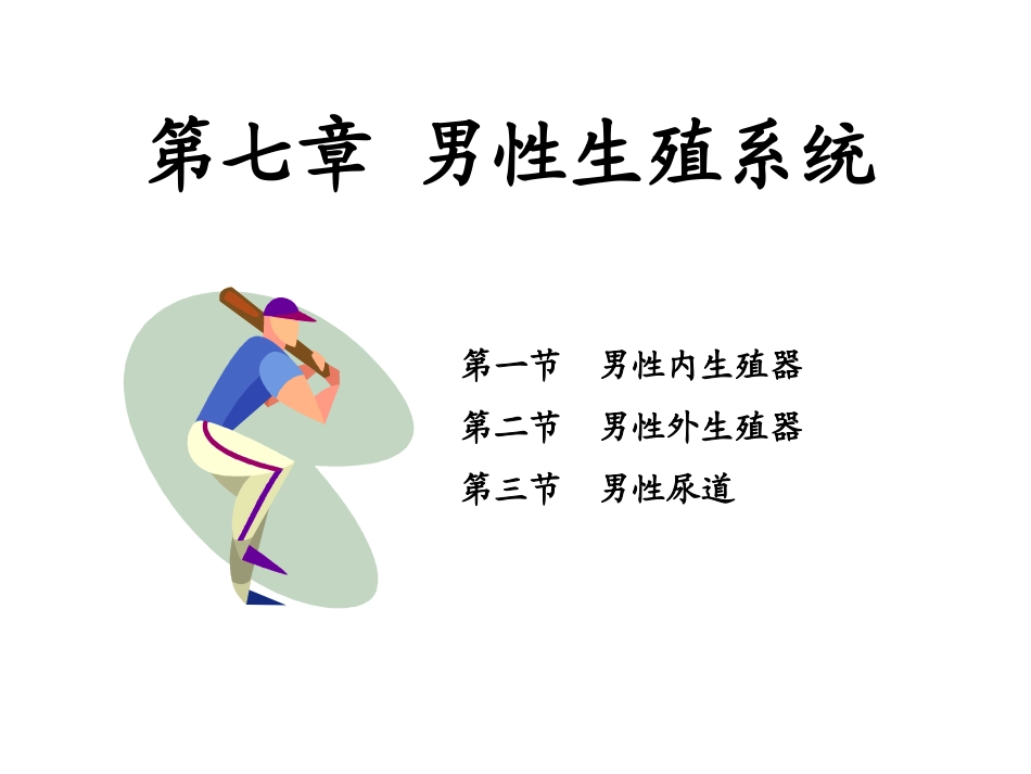 解剖学男性生殖系统_第1页