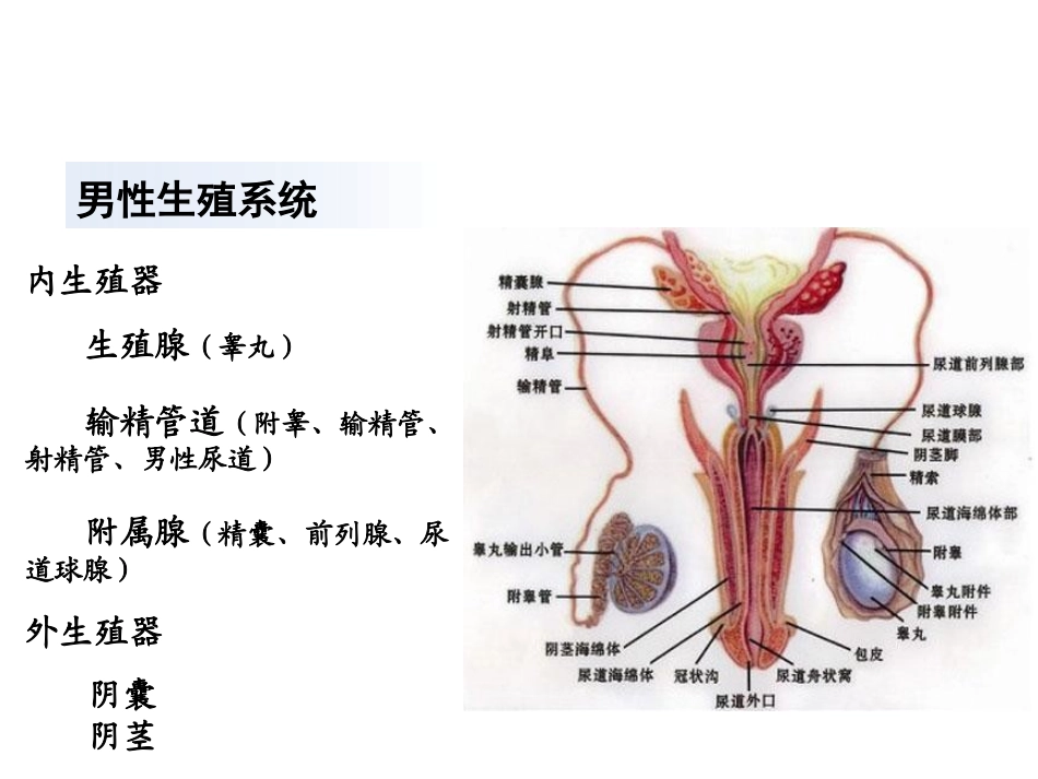 解剖学男性生殖系统_第3页