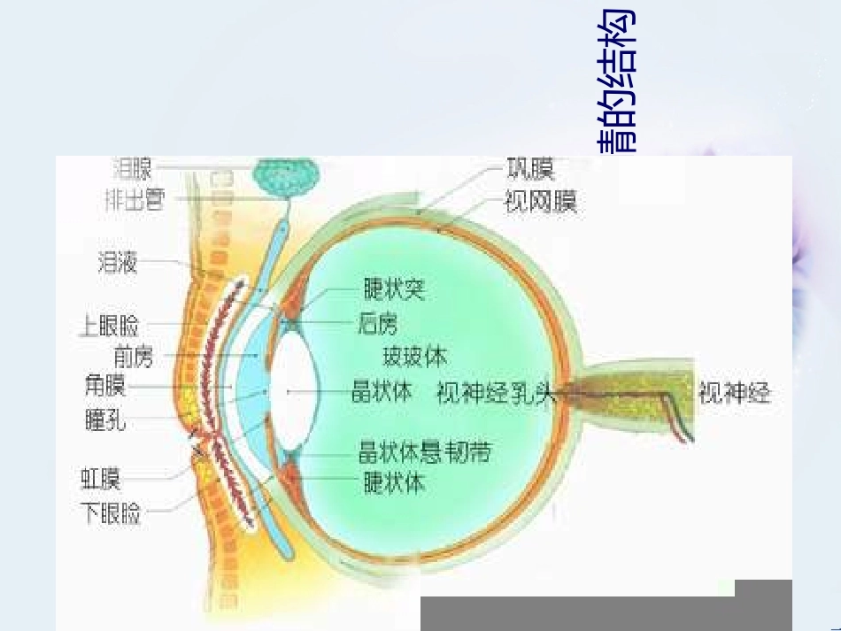 近视眼的预防教学课件_第3页