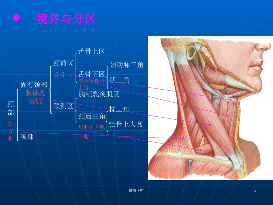 颈部淋巴结分区_第3页