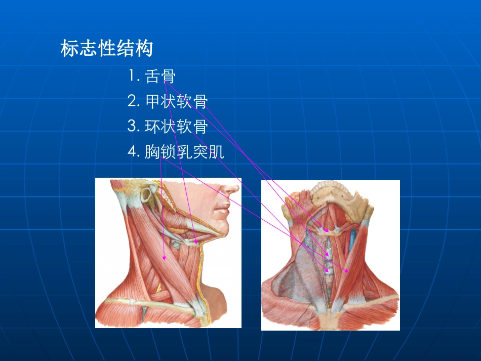 颈部淋巴结分区讲义_第2页