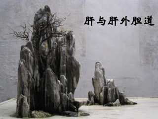 局解肝与肝外胆道