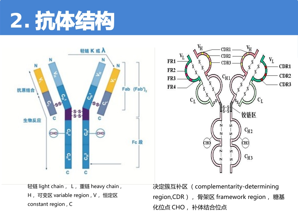 抗体类型与特点基础知识_第3页