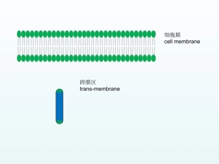 可编辑受体细胞CART结构画图素材一